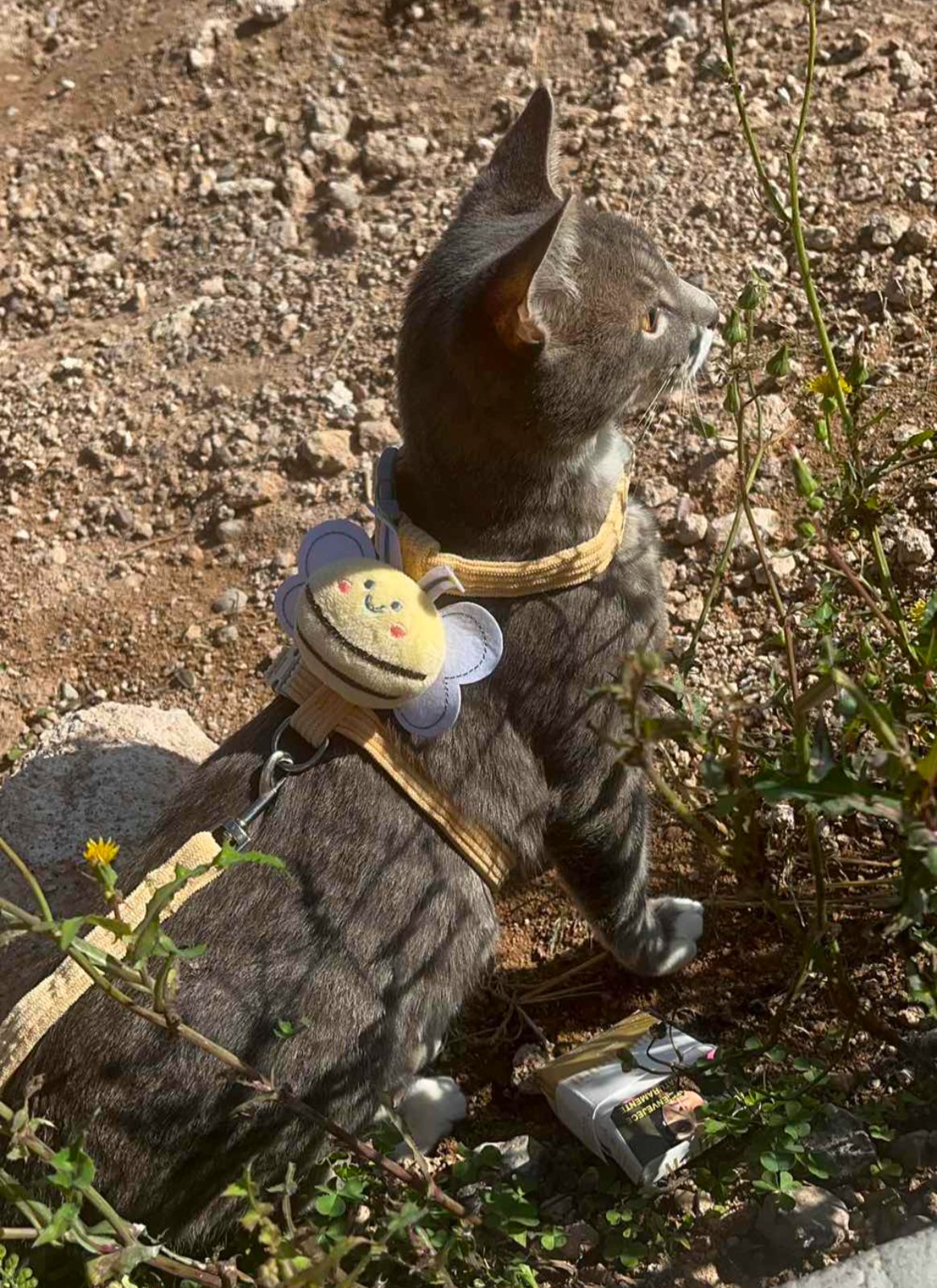 Peitoral Mini Abelha Mel