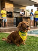 Bandana Brasil Amarela