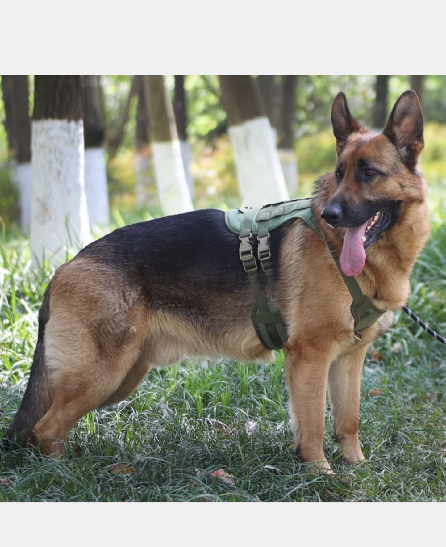 Peitoral Pet Grande - Cinza