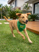 Bandana Verde Au Au Brasil
