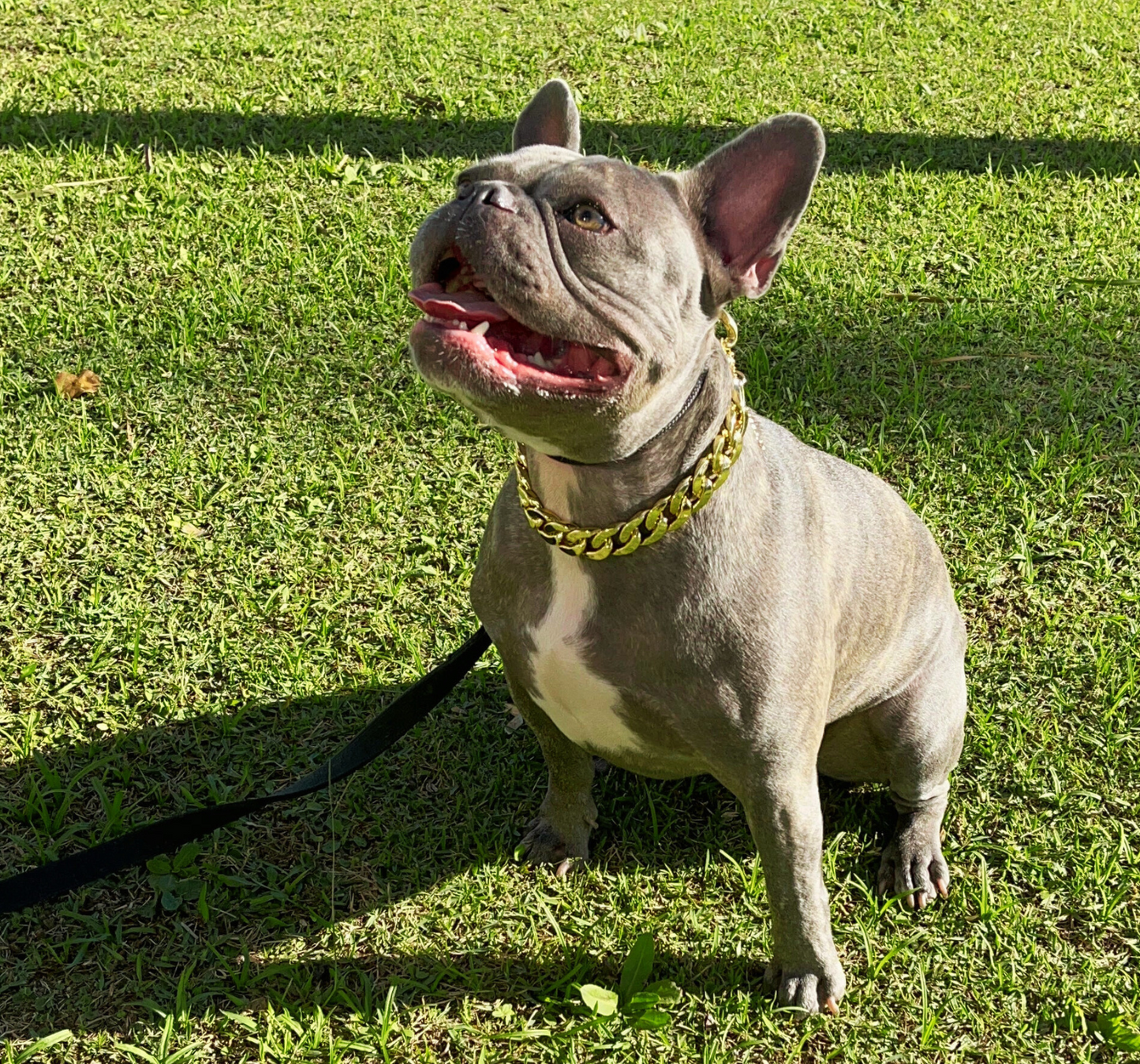 Colar corrente para pets
