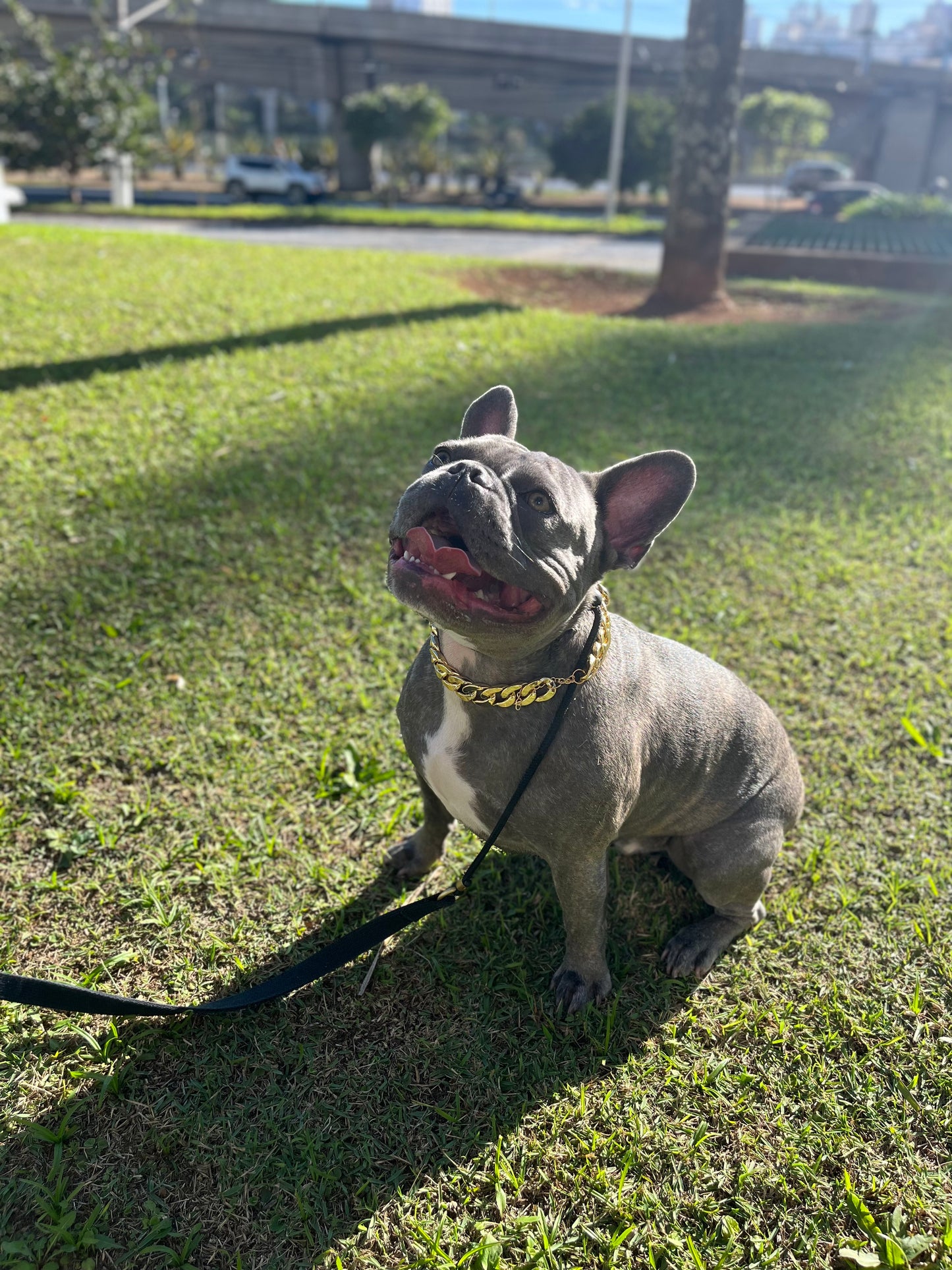 Colar corrente para pets