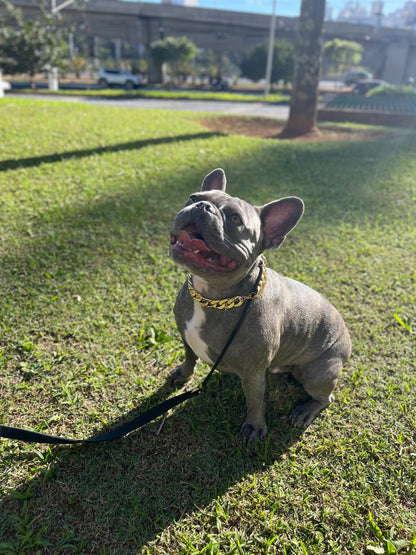 Colar corrente para pets