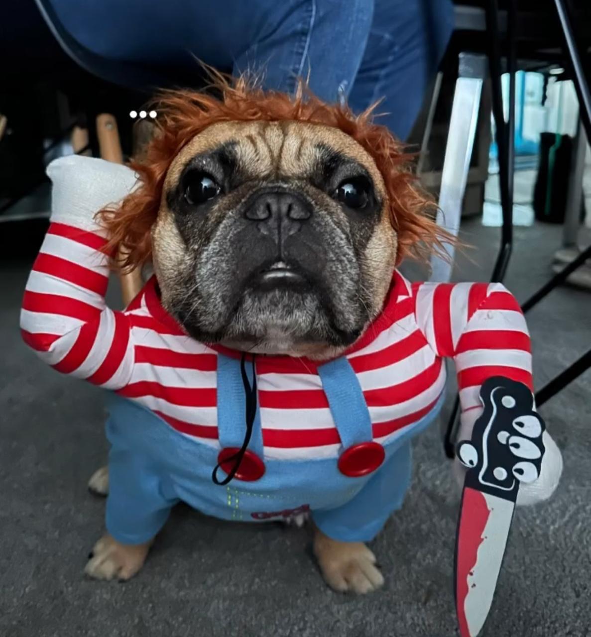 Fantasia Pet do Chucky