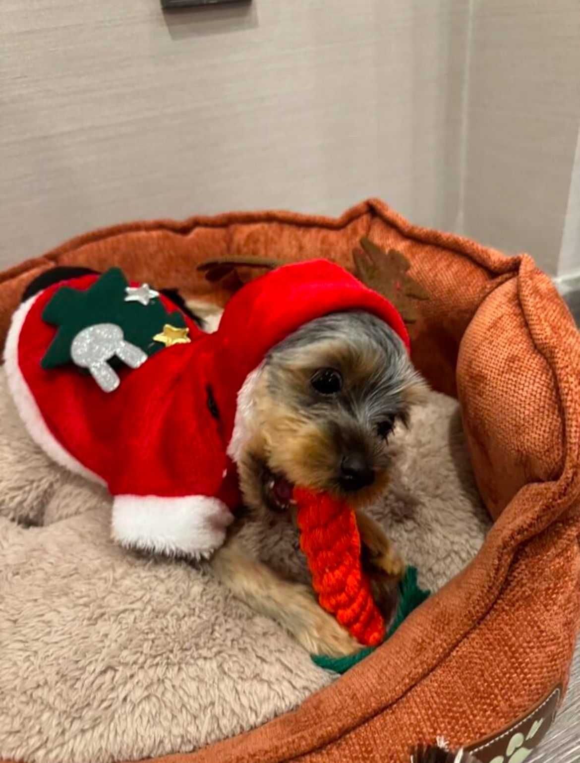 Fantasia Rena Arvore de Natal