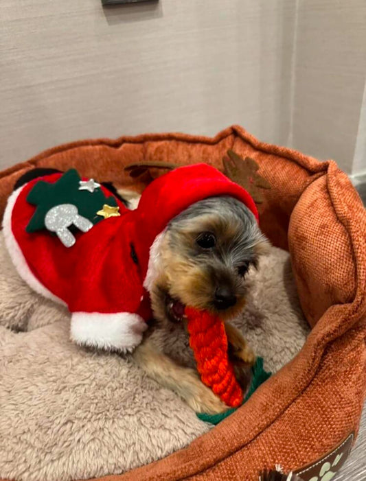 Fantasia Rena Arvore de Natal