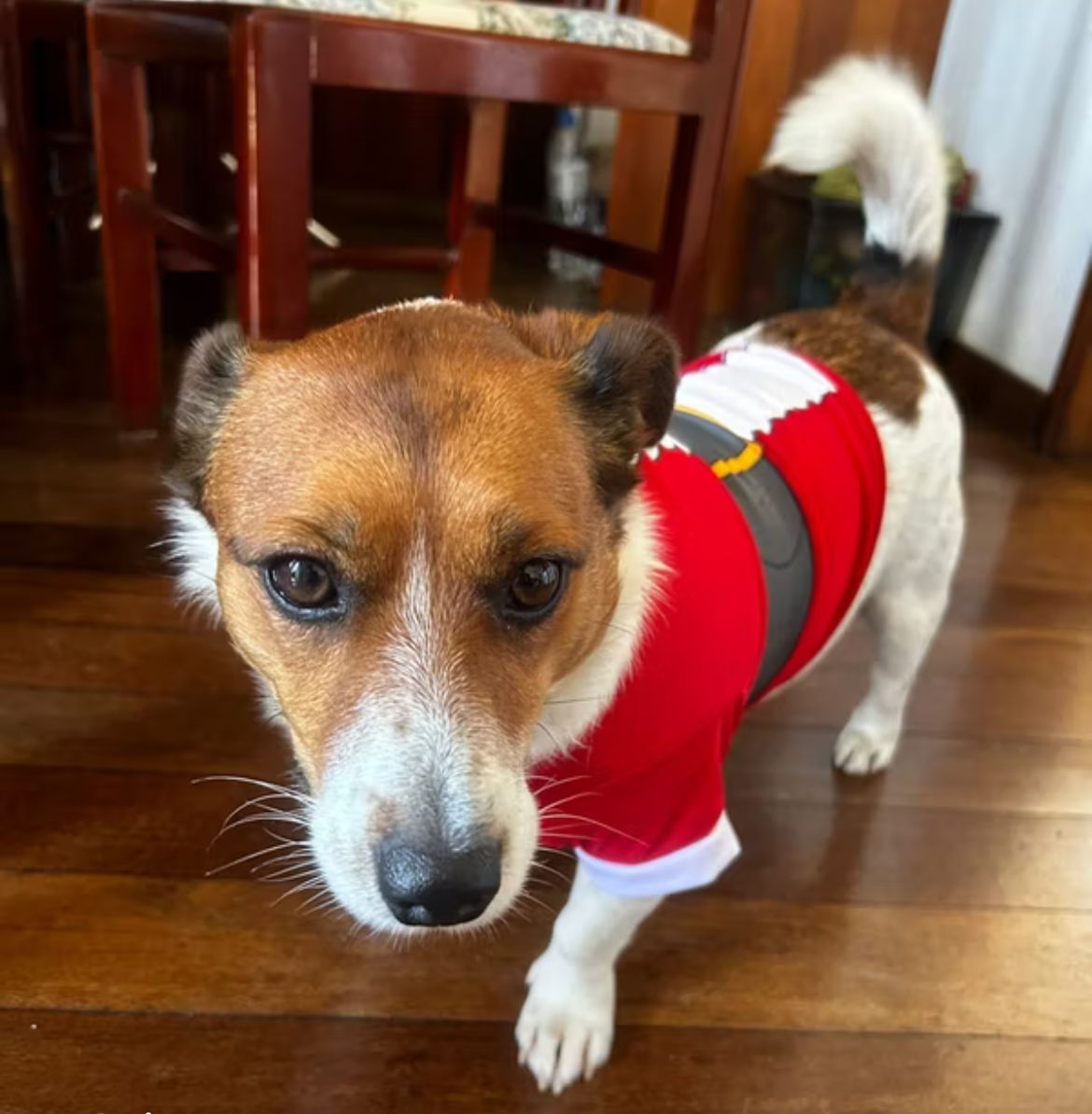 Roupa Noel